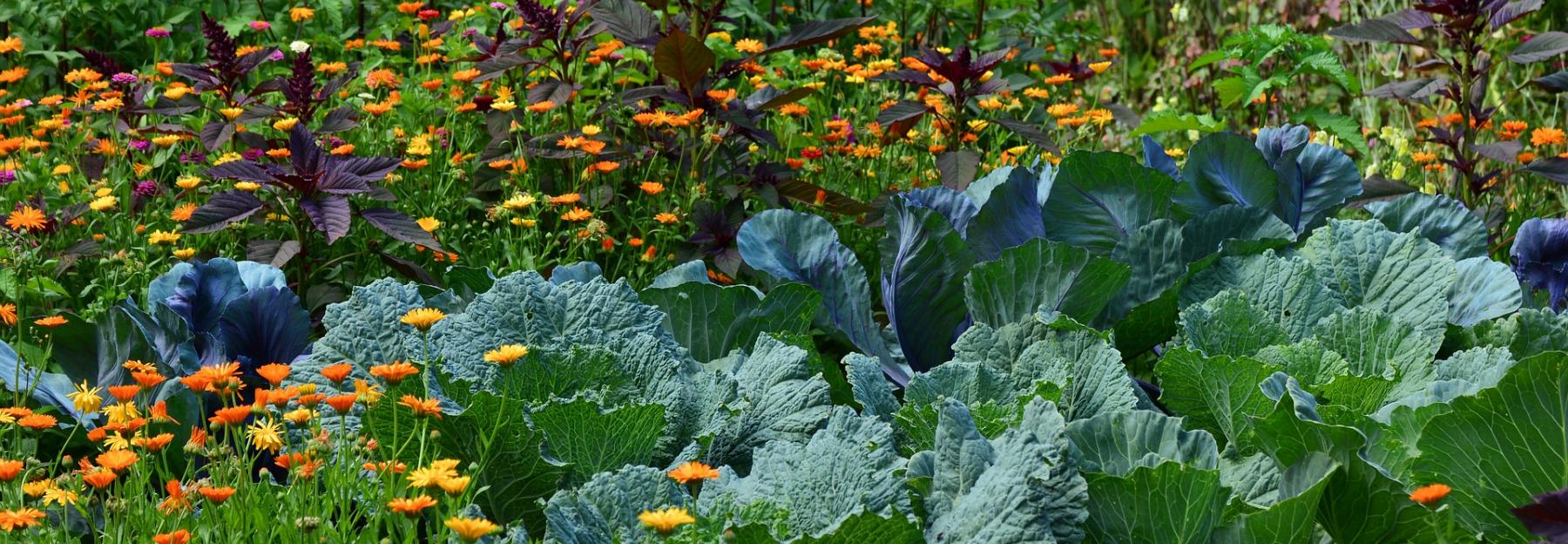 Bauergarten mit Kohlgemüse und Heilpflanzen