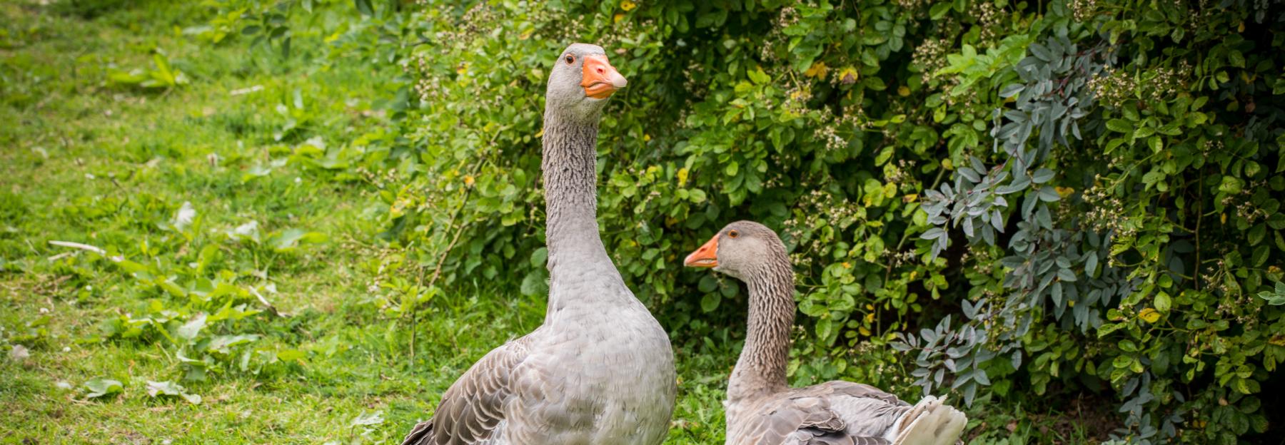 Gänse, biologische Landwirtschaft