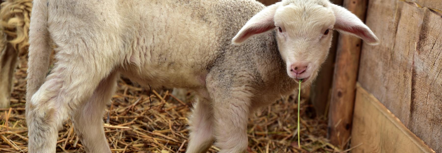 Junges Lamm im Stall mit Stroh als Einstreu