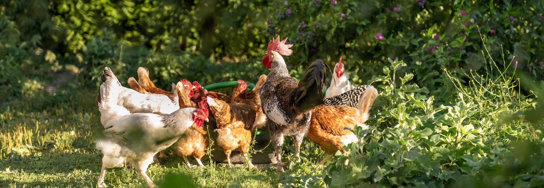 artgerechte Haltung von Hühnern im Freiland in kleinen Gruppen mit Hahn