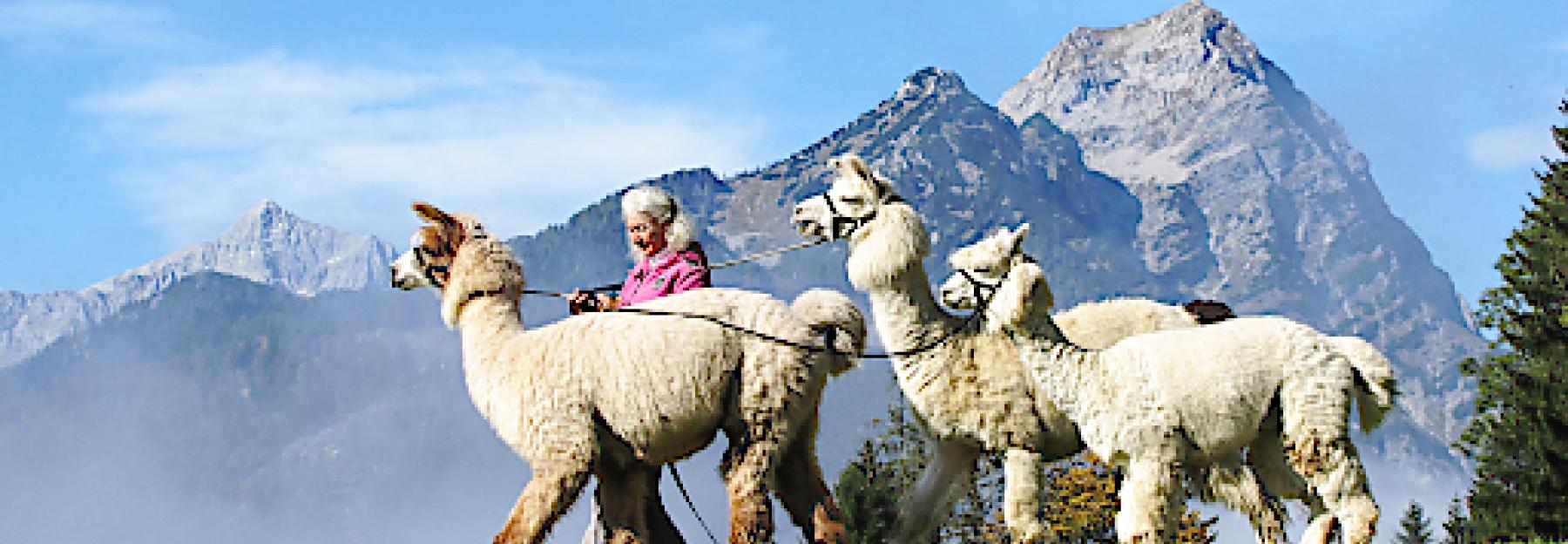 geführte Wanderung mit Alpakas