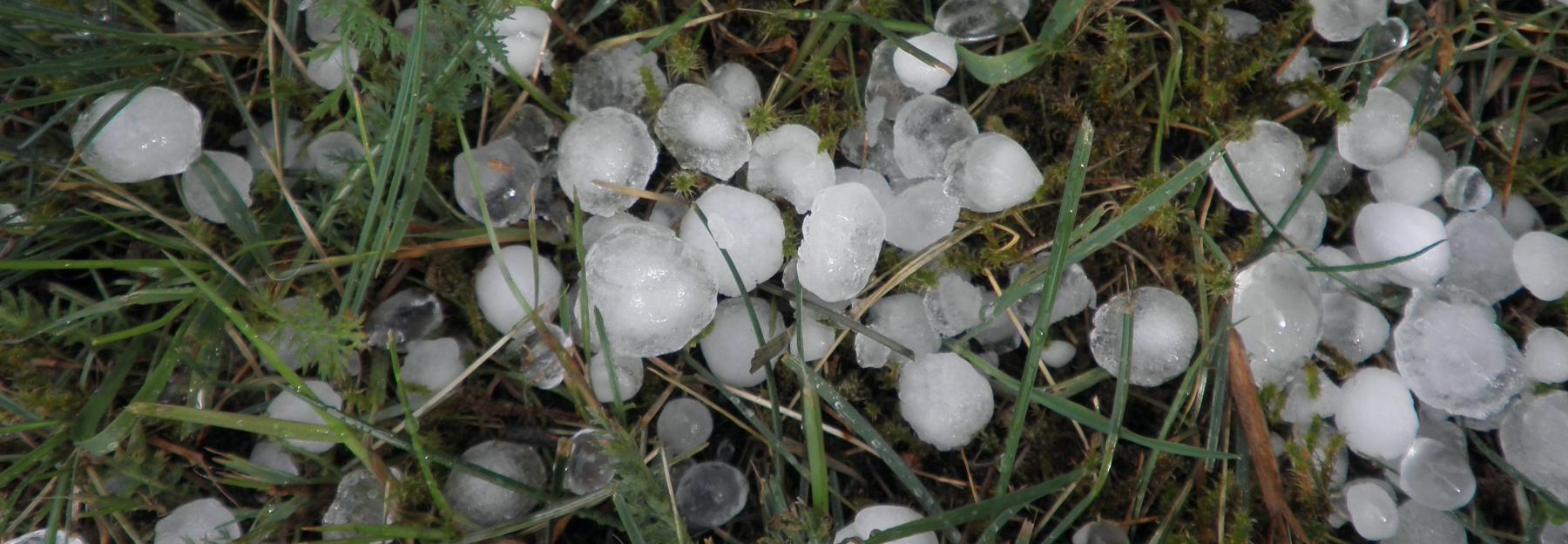 Hagelkörner in der Wiese