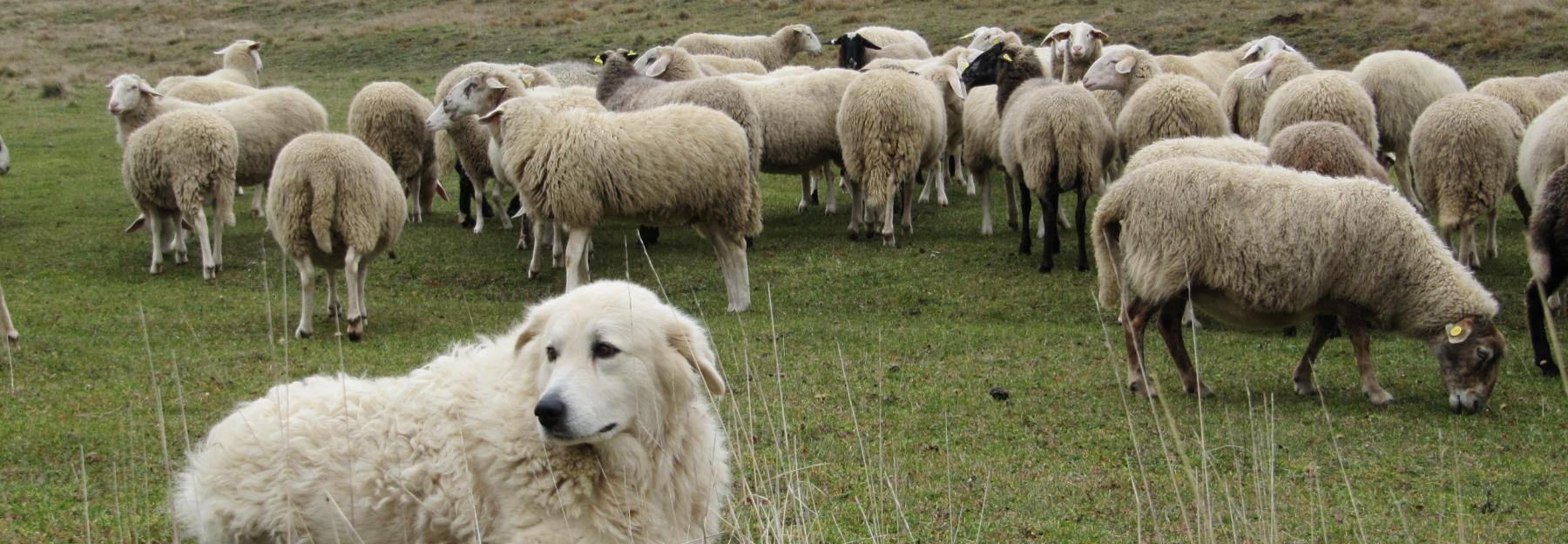 Maremmano-Abruzzese als Herdenschutzhund im Einsatz