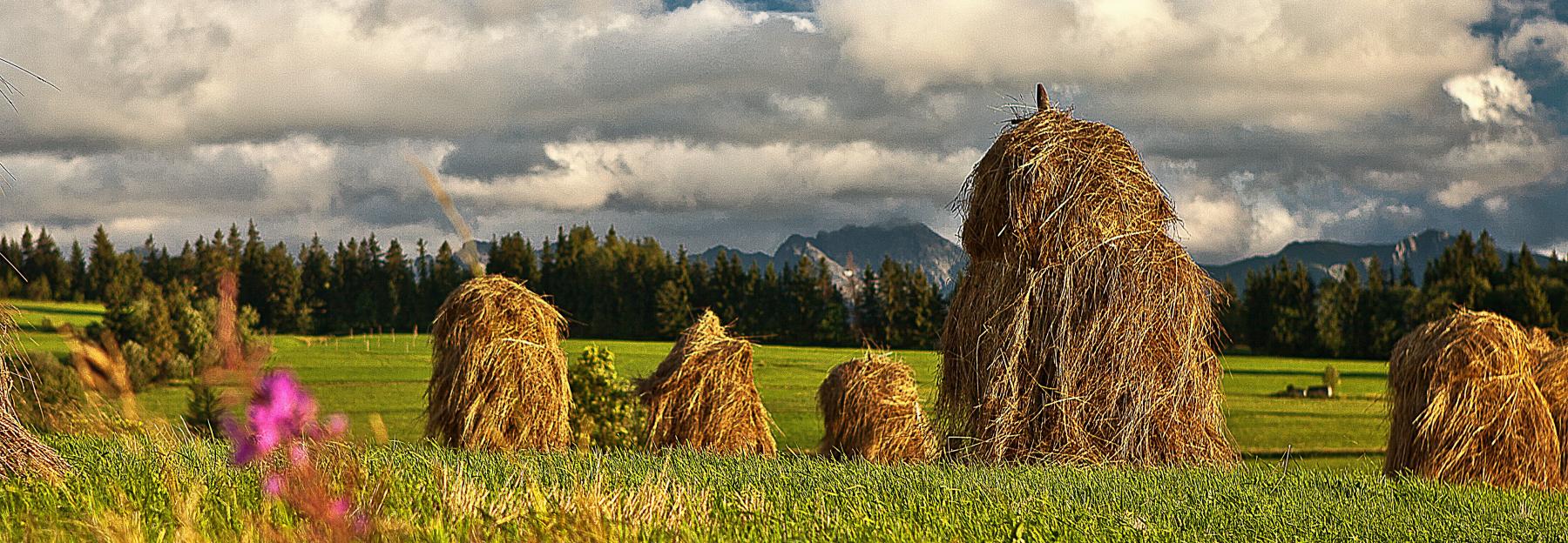 Heutrocknung auf Heumandln in Österreich