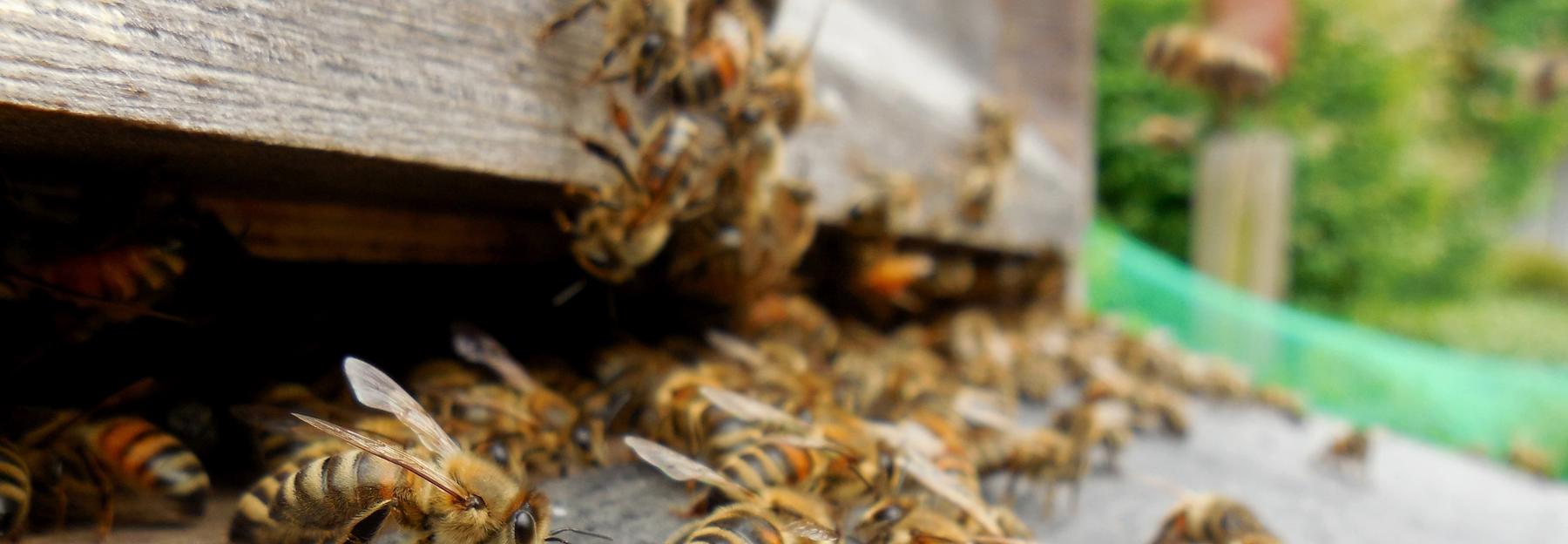 Honigbienen vor dem Bienenstock