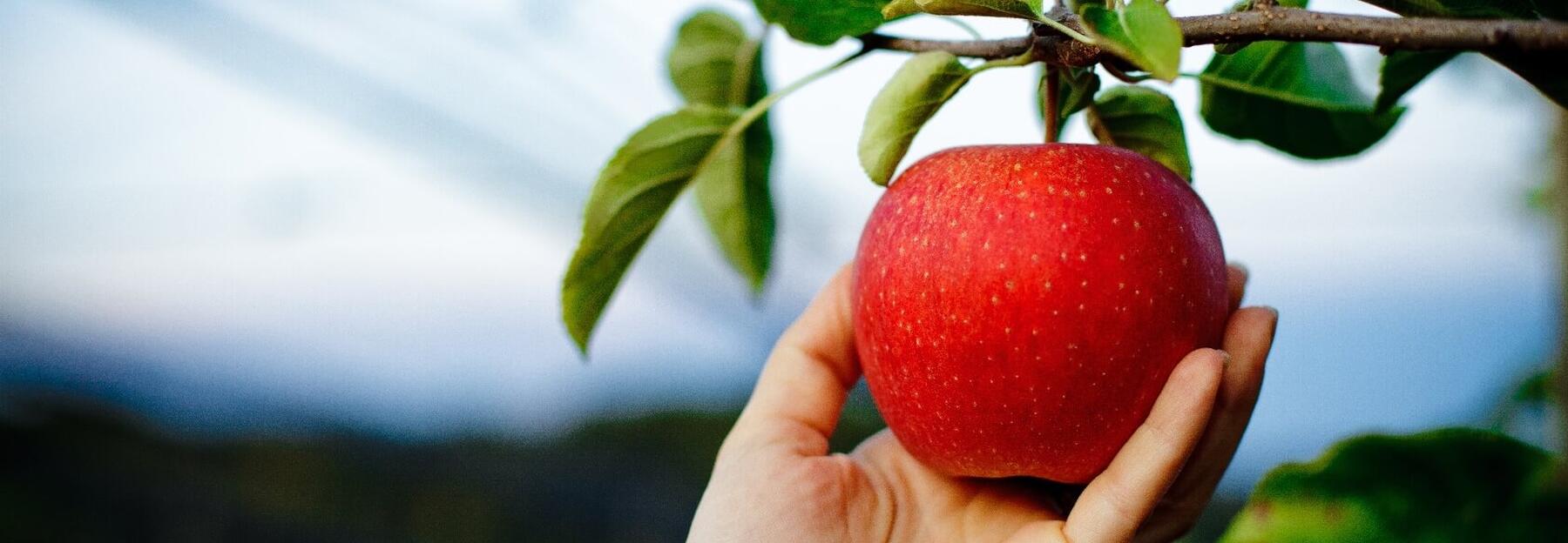 Hand pflückt einen roten Apfel