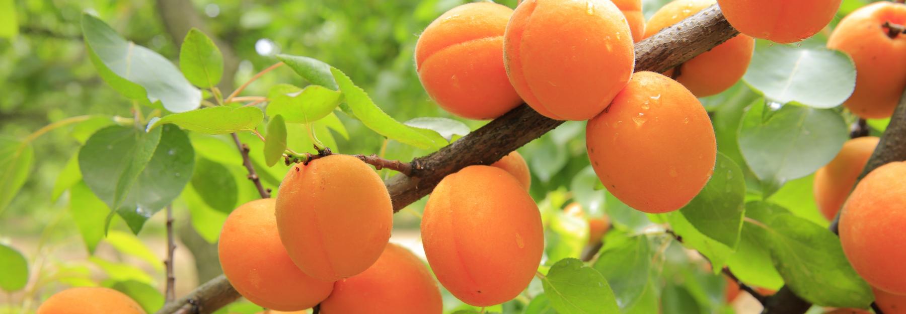 reife Marillen auf dem Baum