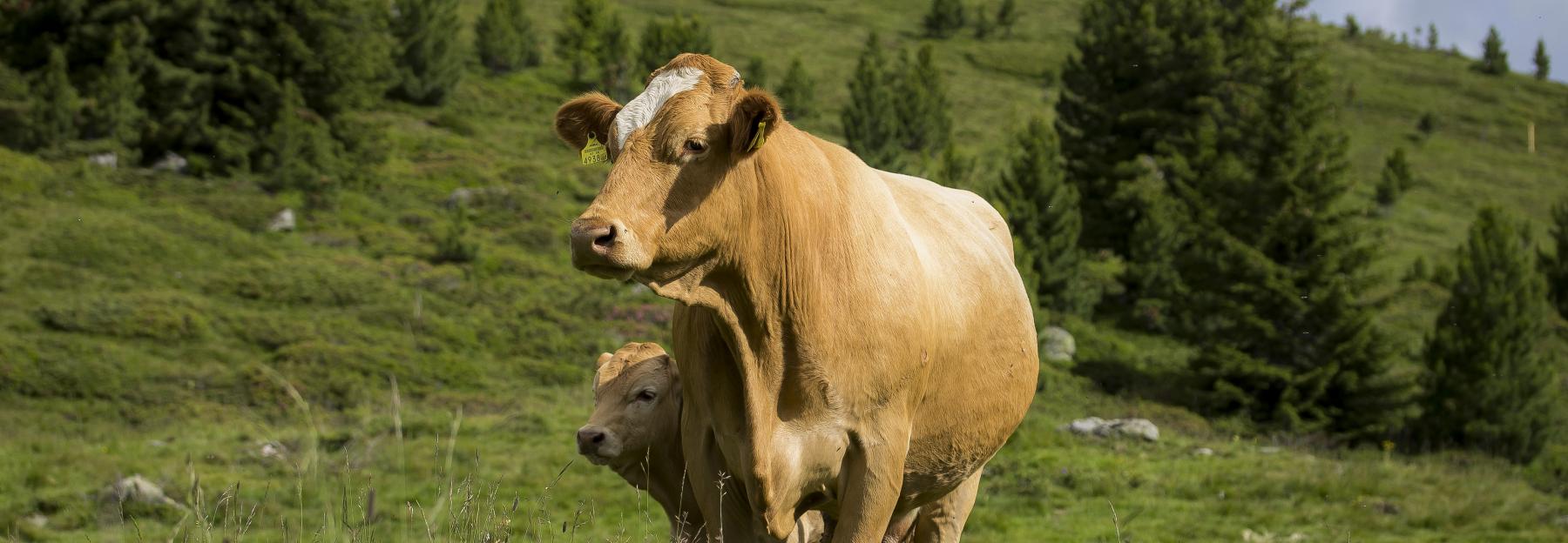 Mutterkuhhaltung auf der Alm