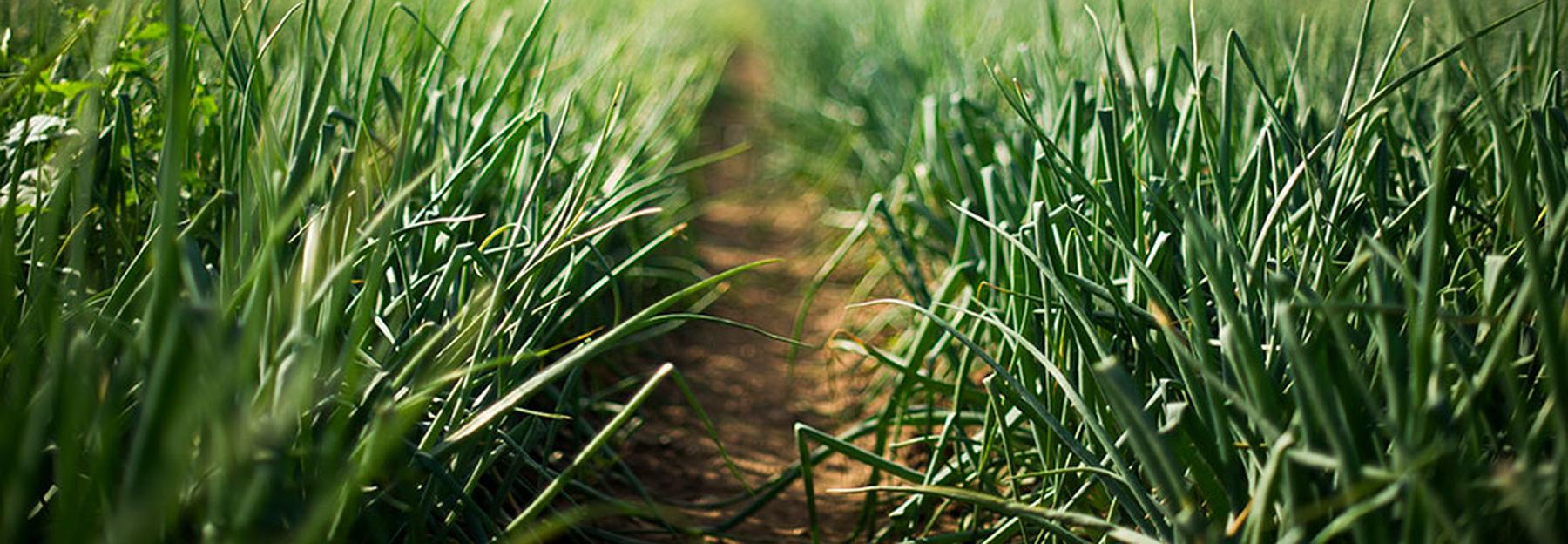 Feld voll mit Jungzwiebel