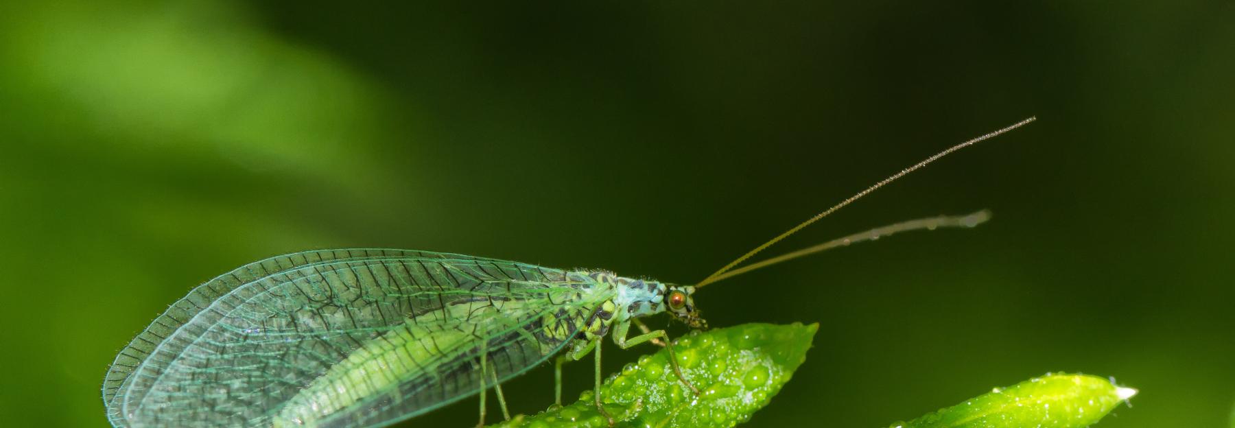 die zarten Florfliegen sind hungrig auf Blattläuse