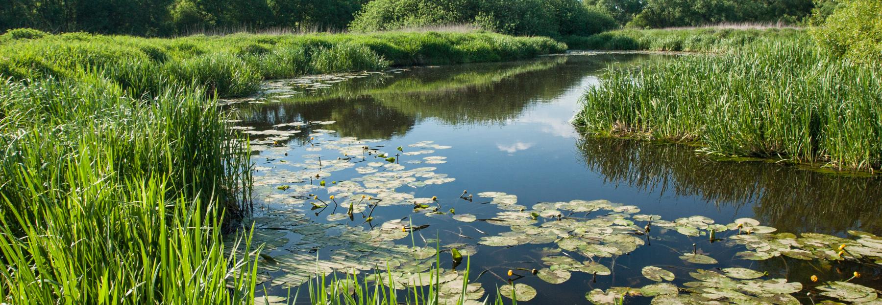 Flusslandschaft, artenreiche Feuchtwiesen und Überschwemmungswiesen in Gmünd