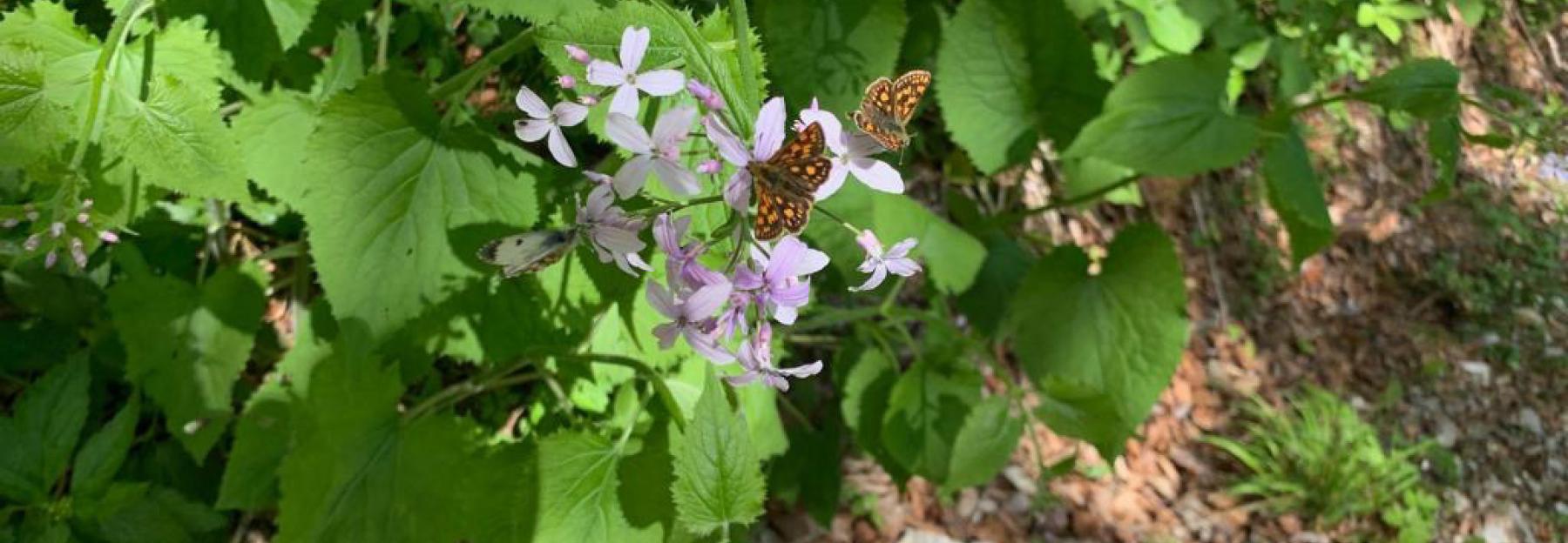 Schmetterlinge in der Spitzenbachklamm
