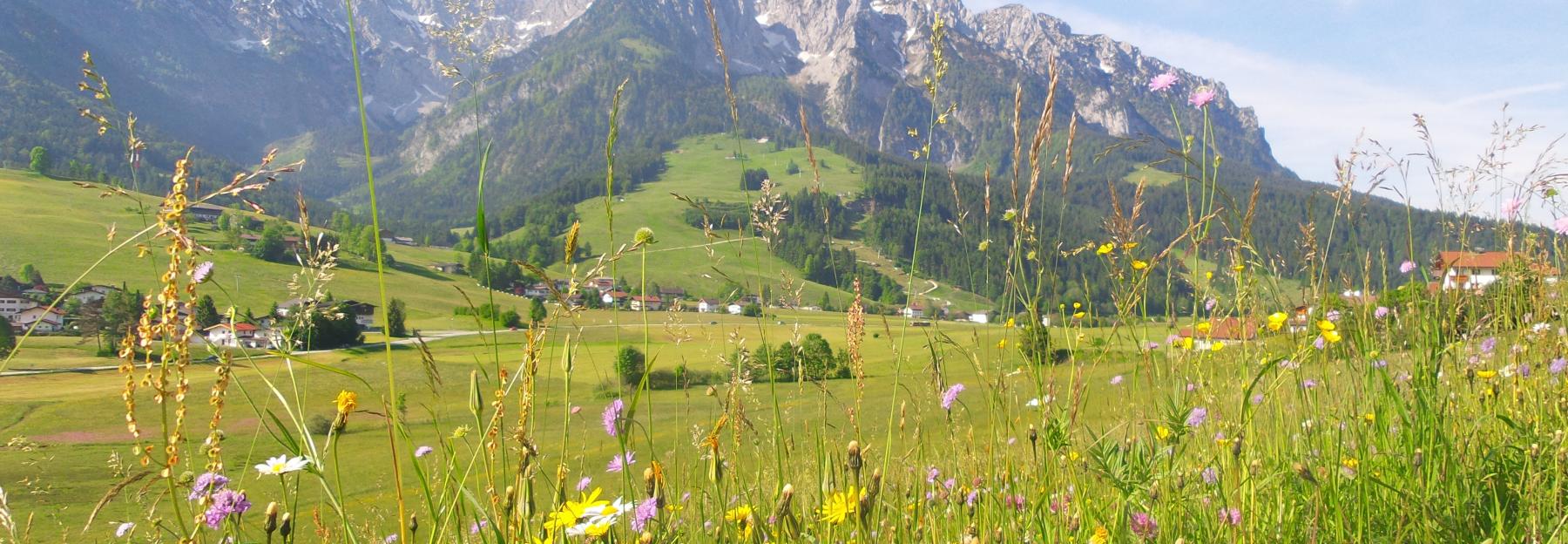 bunte, extensive Wiesen am Berghang und im Tal, Tirol