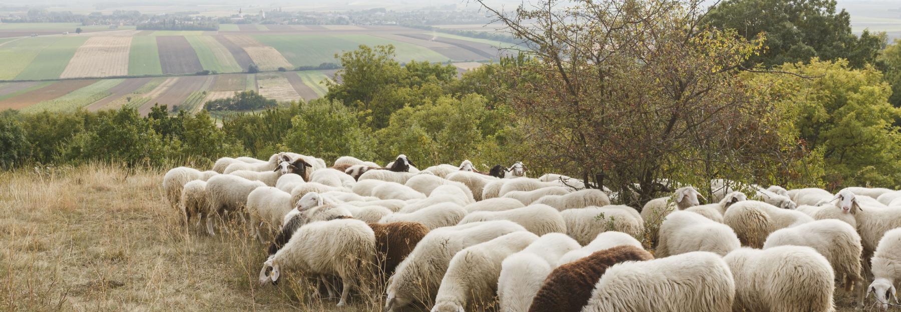 eine Herde Schafe beim grasen