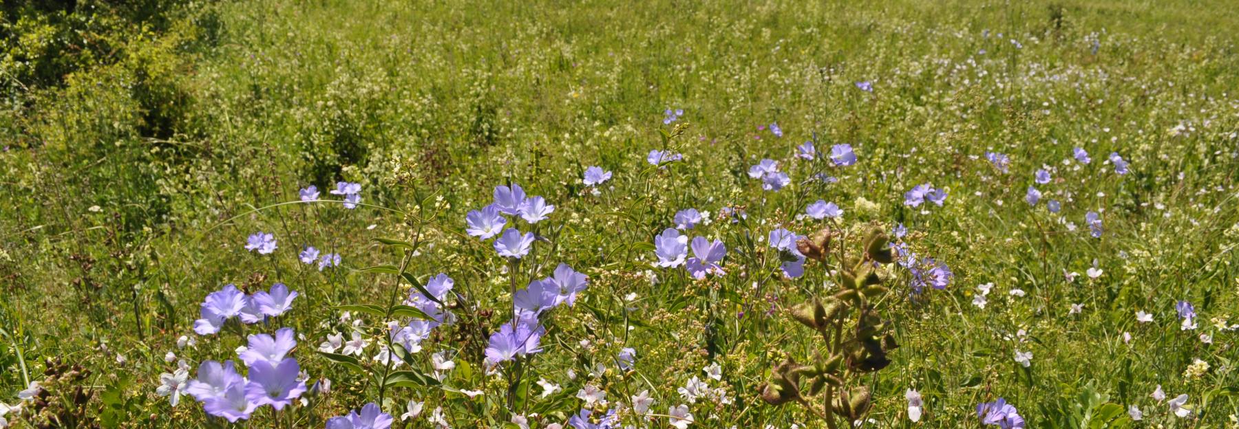 Blühender Trockenrasen mit Lein (Dernberg, Weinviertel, Niederösterreich), im Hintergrund Ebene mit Ferlder und Hecken