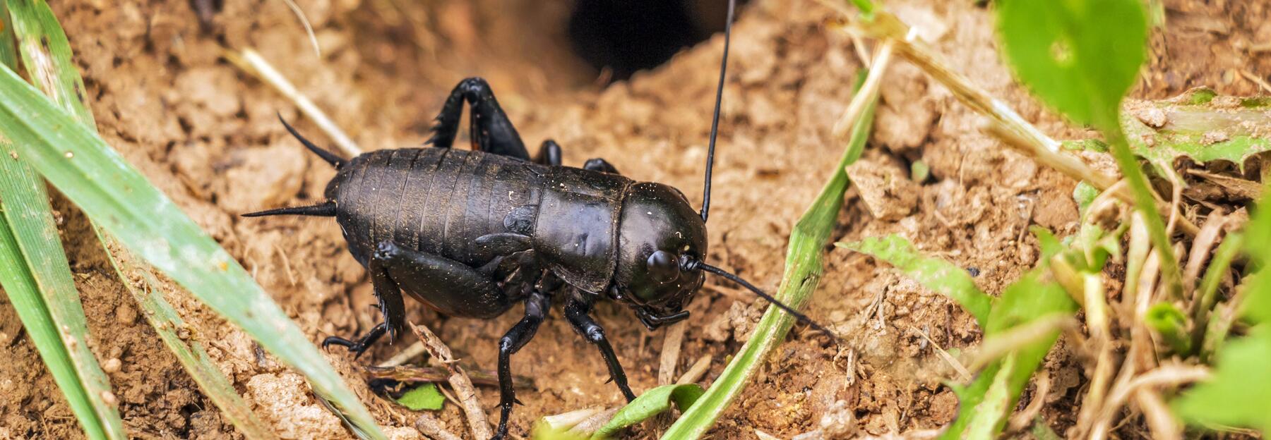feldgrille bluhendes osterreich