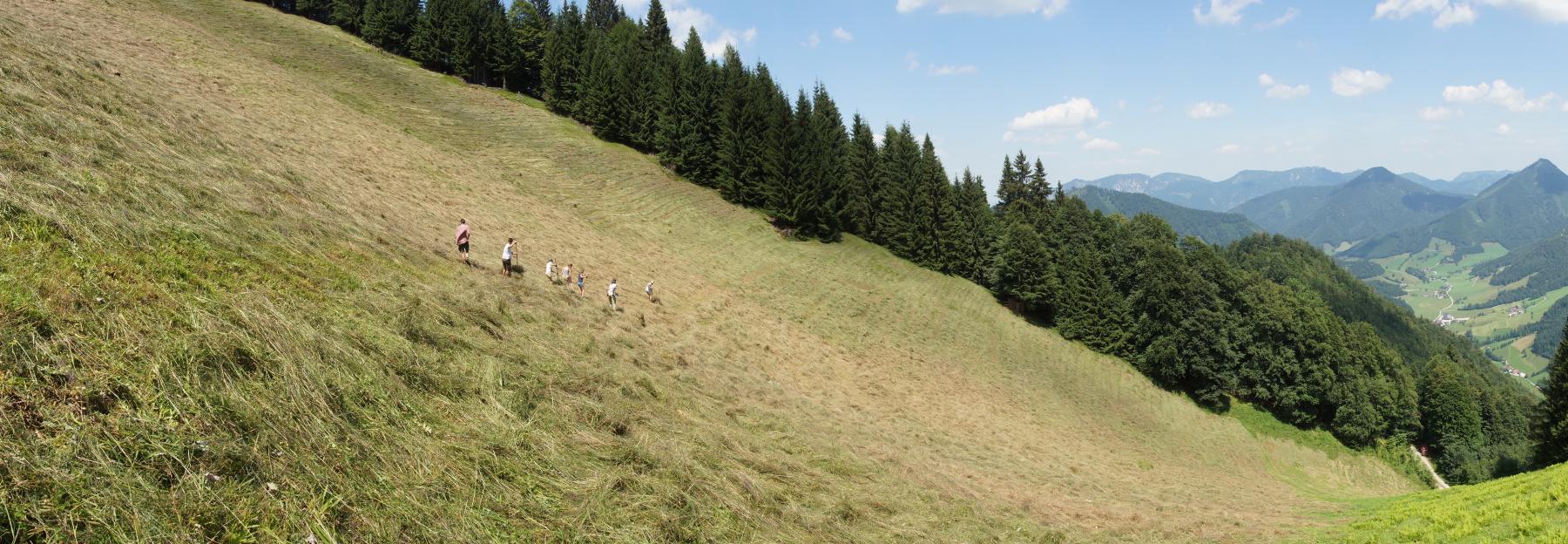 Freiwillige mähen eine Wiese