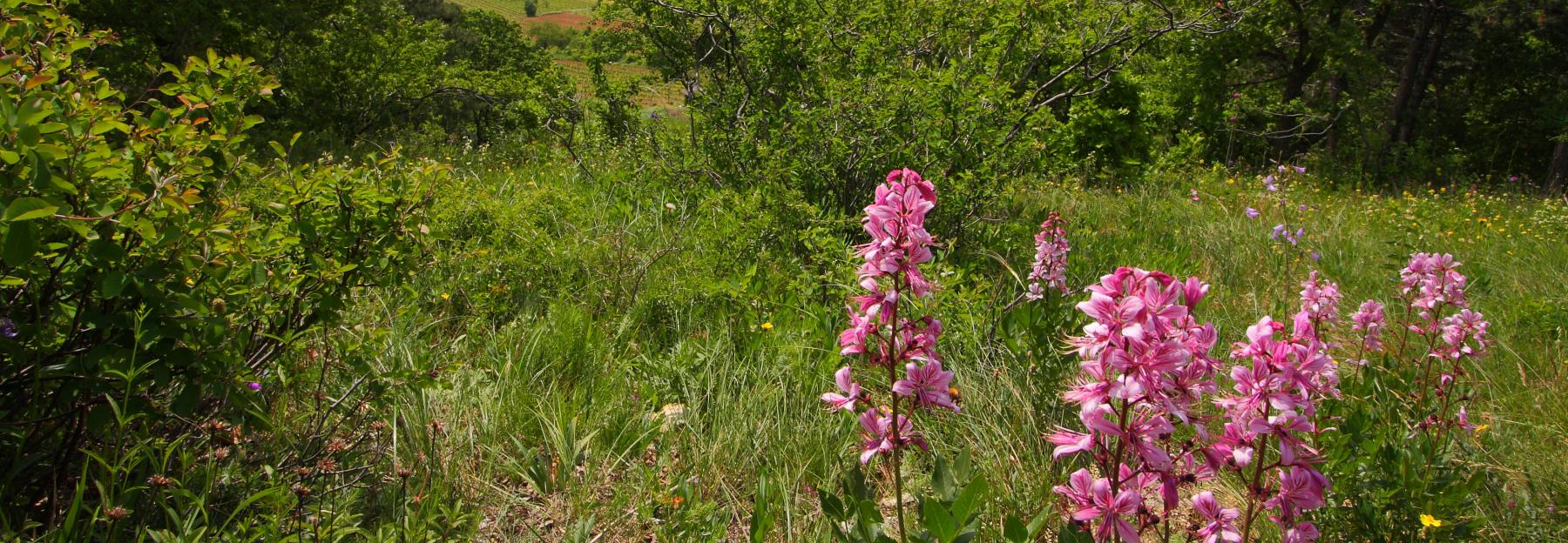 blühender Diptam in der Thermenregion Wienerwald