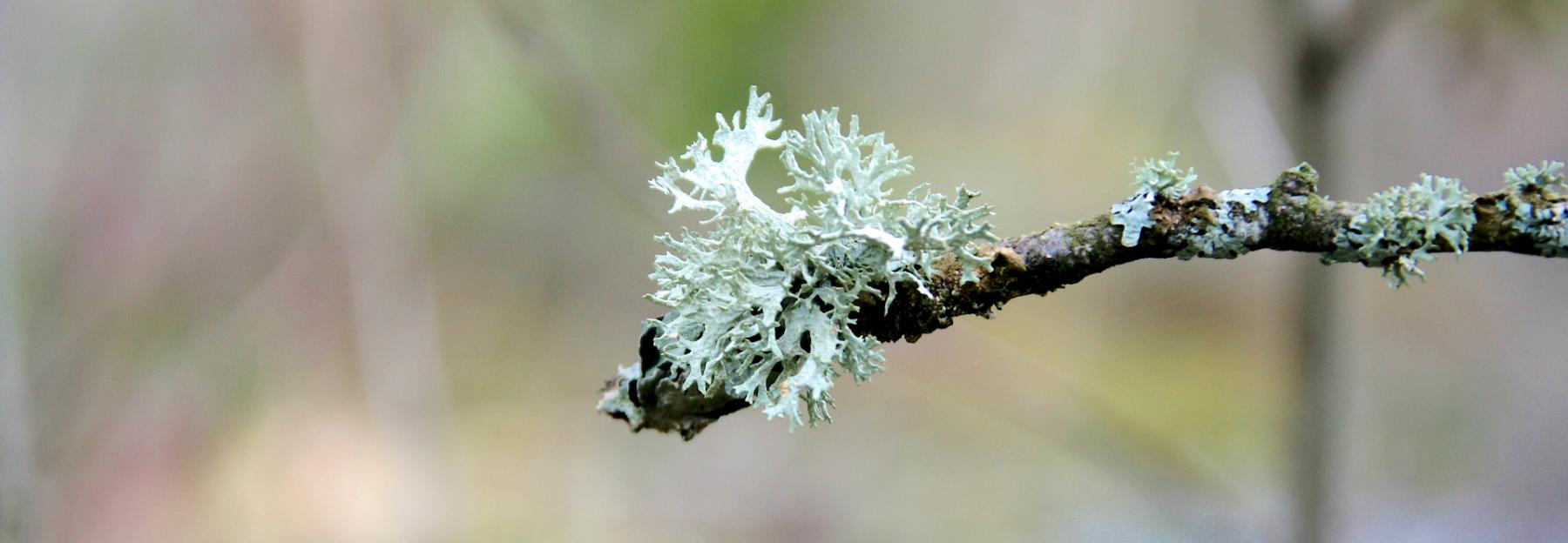 Isländisches Moos-Icelandic-moss