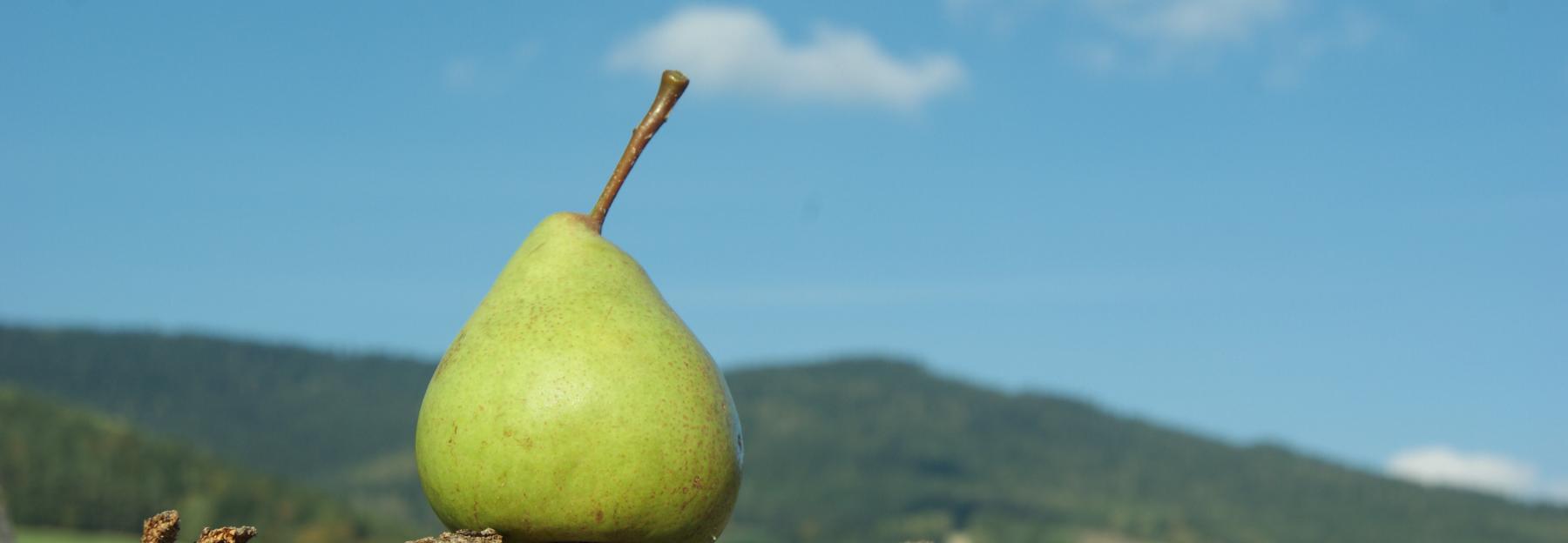 regionale Spezialität: die Pöllauer Hirschbirne