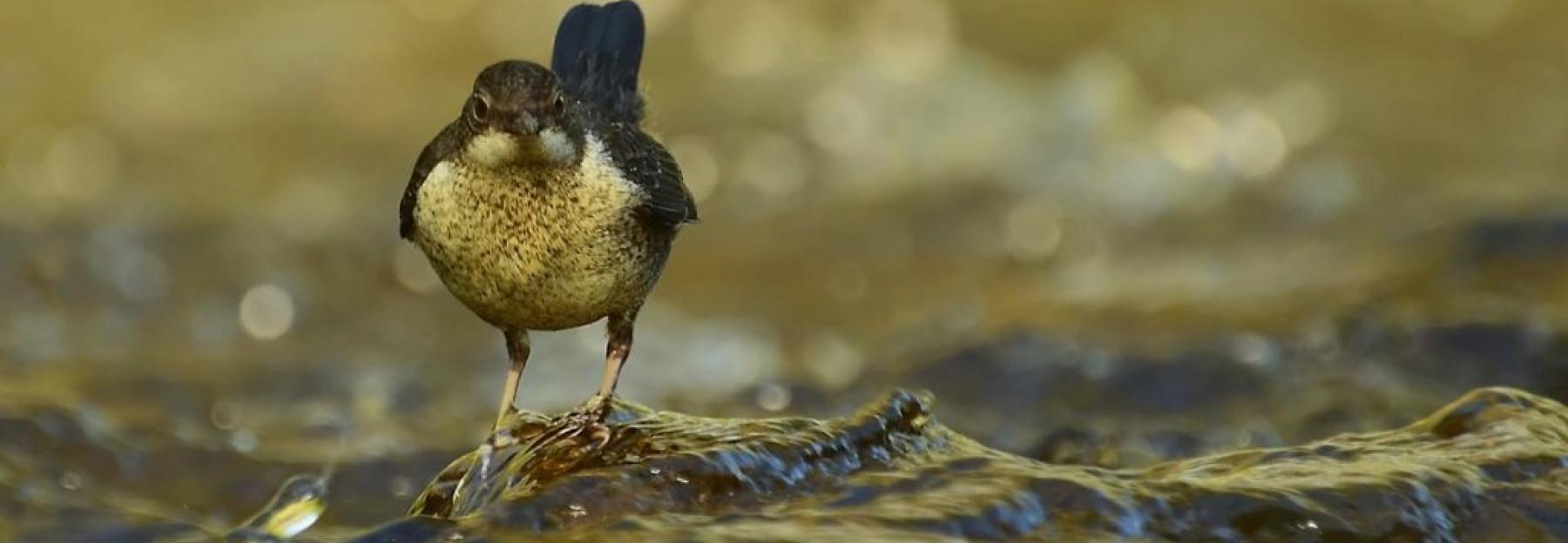 Wasseramsel 