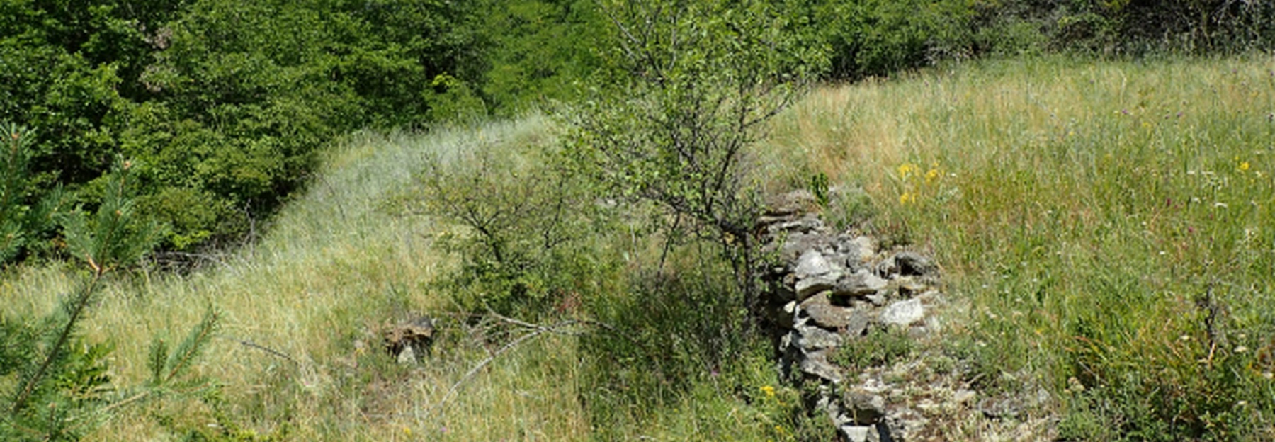 Verbrachender Halbtrockenrasen mit Resten einer Lesesteinmauer nördlich von Retz