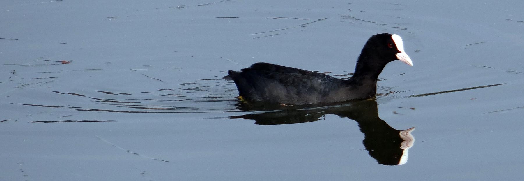 Blässhuhn in Wasser schwimmend.