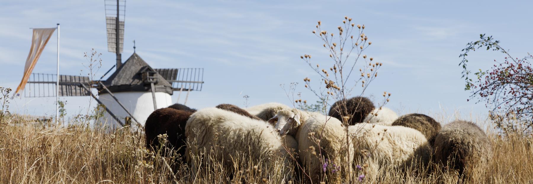 Schafe beweiden die Trockenrasen vor der Windmühle in Retz