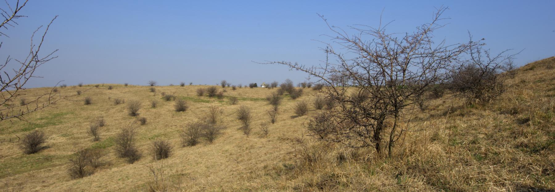 Halbtrockenrasen im Burgenland im Winter, schneefrei und mit blauem Himmel