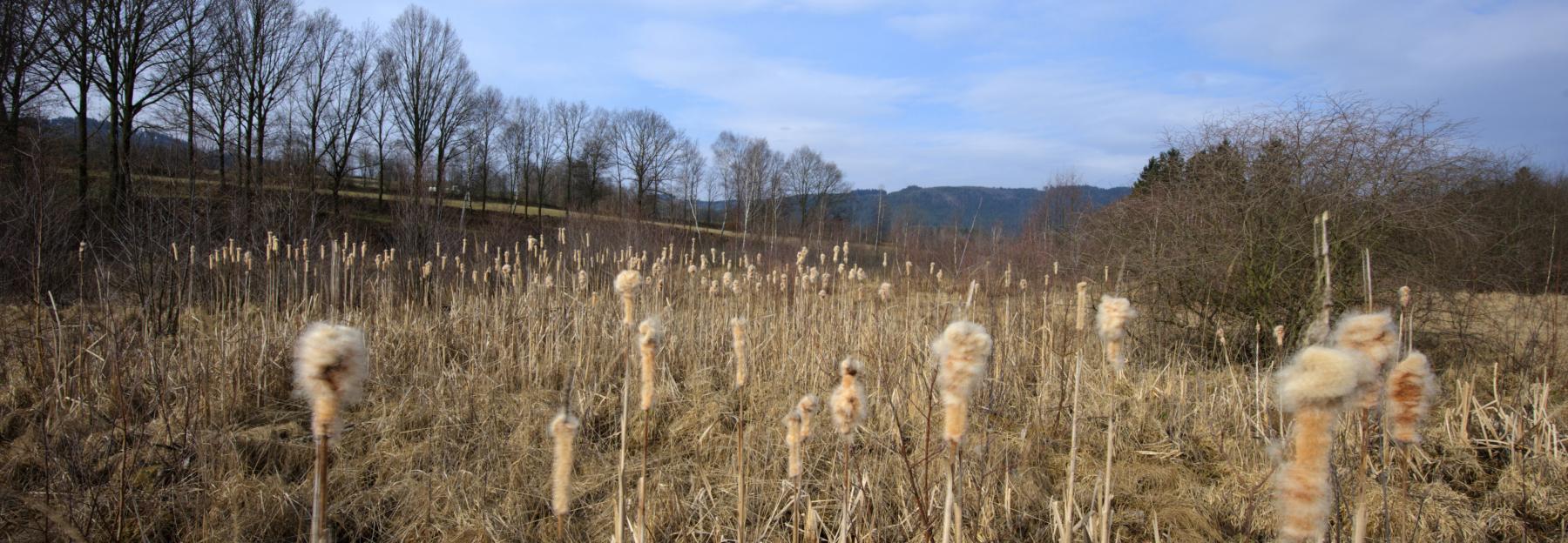 In Großseggenriedern wie hier im Waldviertel gedeihen Sauergräser und hübscher Rohrkolben.