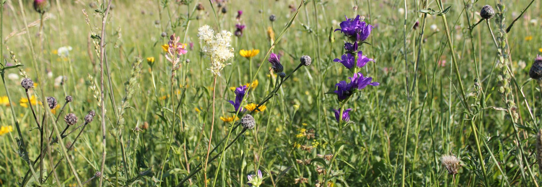 Artenreicher Halbtrockenrasen, blauvioloett blühende Knäul-Glockenblume, weißblühendes Mädesüß