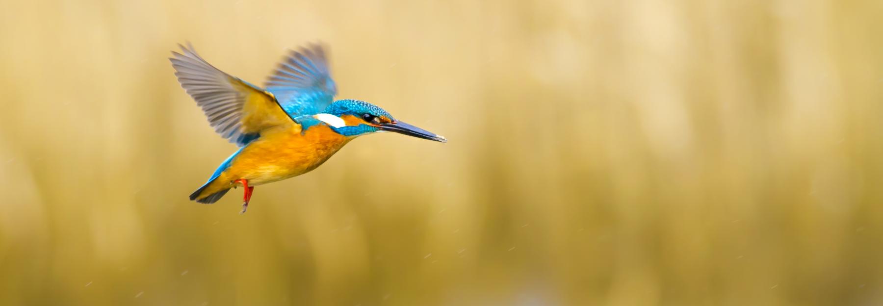 Eisvogel im Flug.