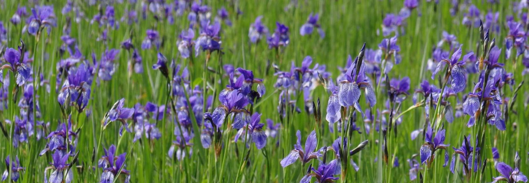 Feuchtwiese mit blau-violetten Blüten der Sibirischen Schwertlilie