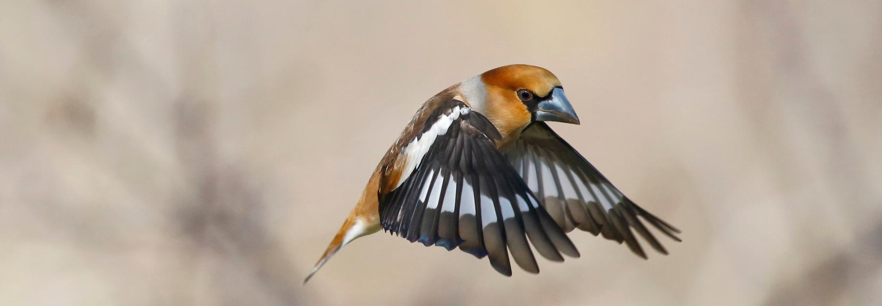 Kernbeisser im Flug.