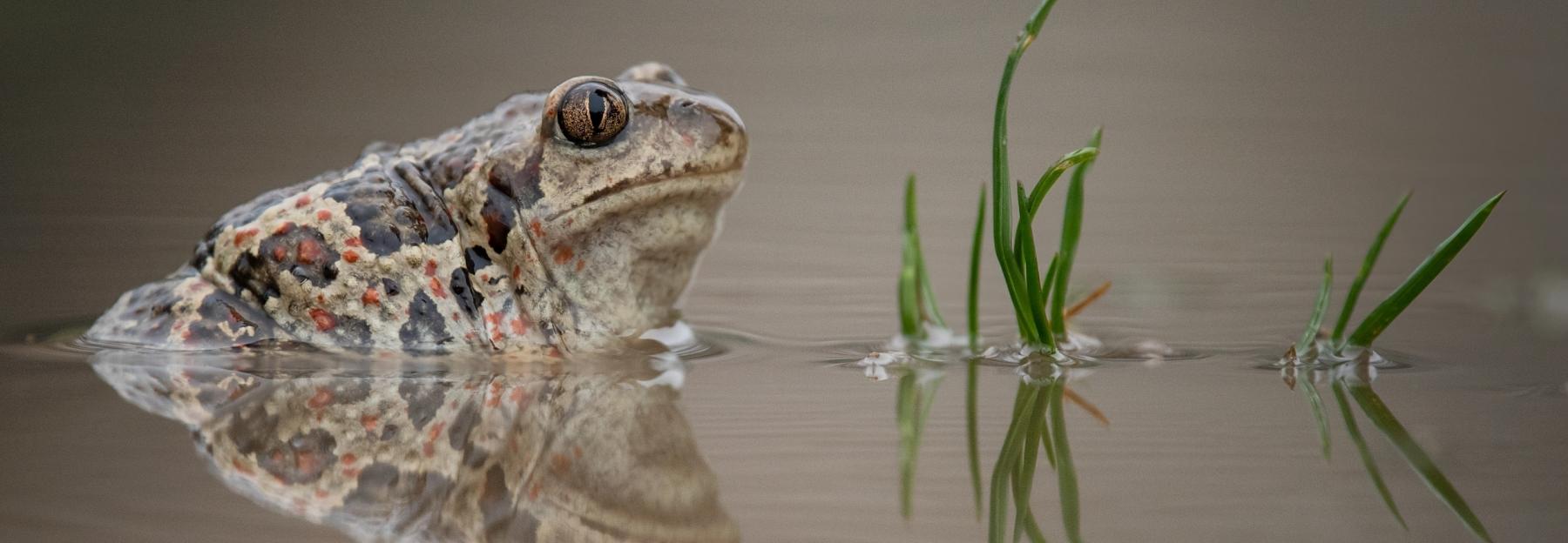 Knoblauchkröte im Wasser.