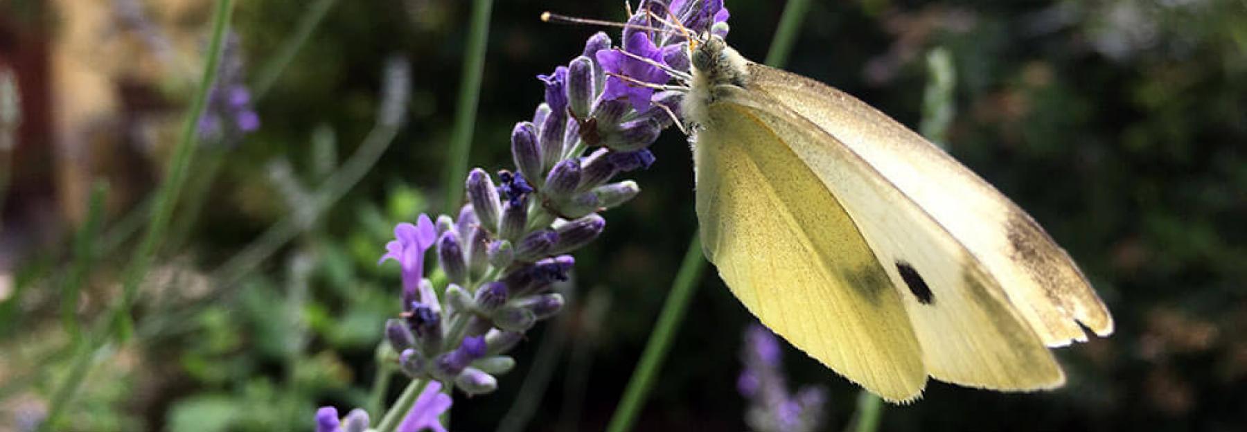 Schmetterling auf Blüte