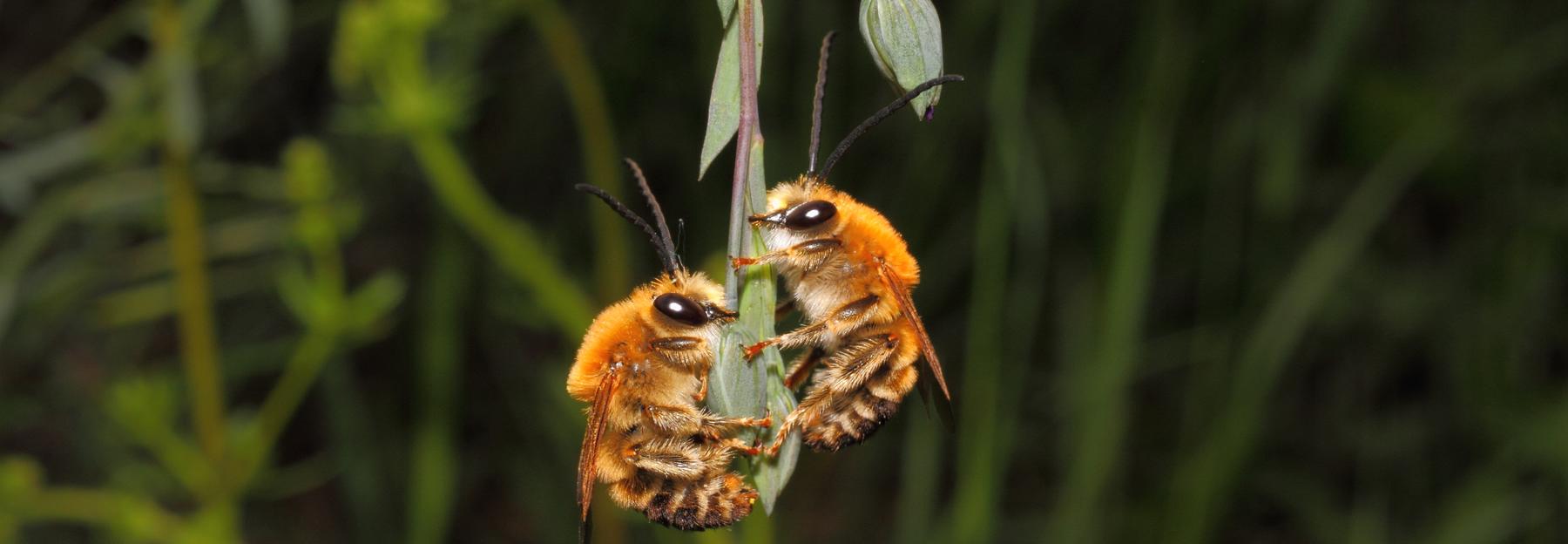 Langhorn-Bienen, Naturdenkmal Johannesberg