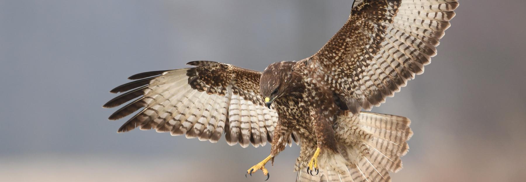 Mäusebussard im Flug.