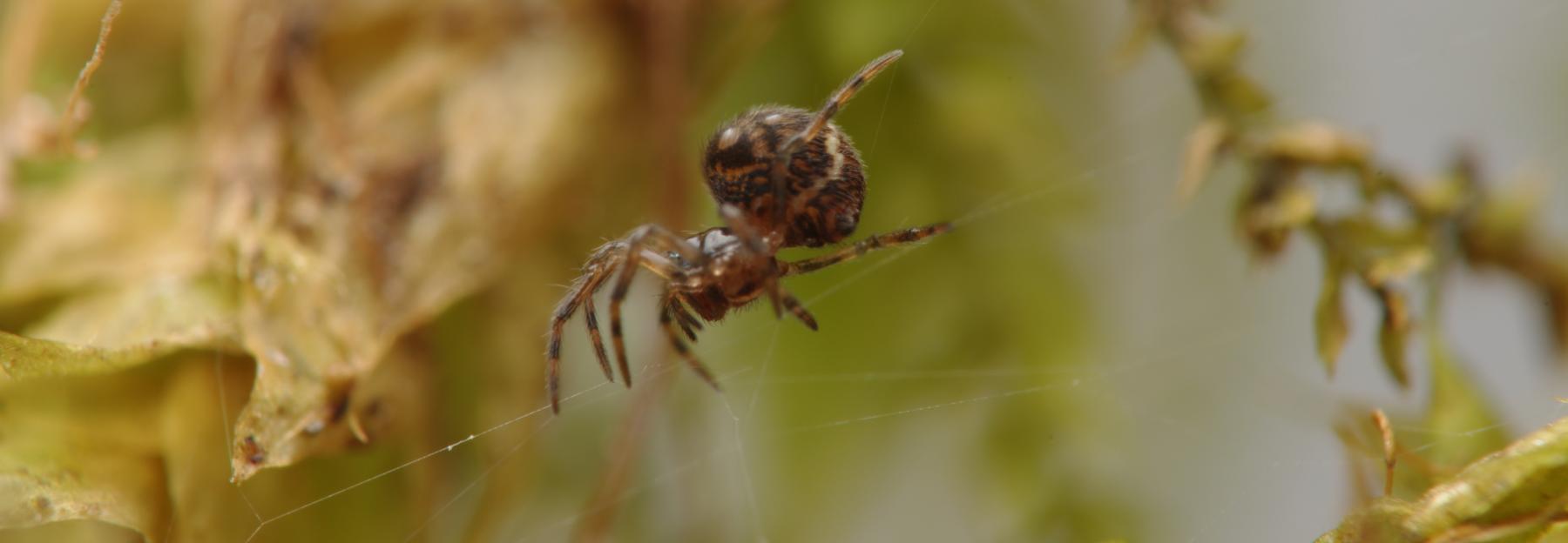 Jobs Kugelspinne im Netz