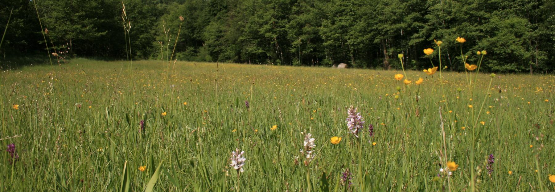 Magerwiesen beheimaten eine bunte Blumenvielfalt und damit auch viele Bienen und Schmetterlingen.