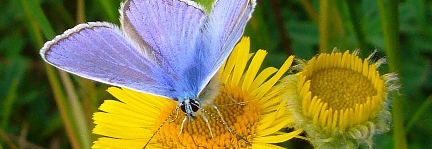 Hauhechel-Bläuling auf gelber Blume