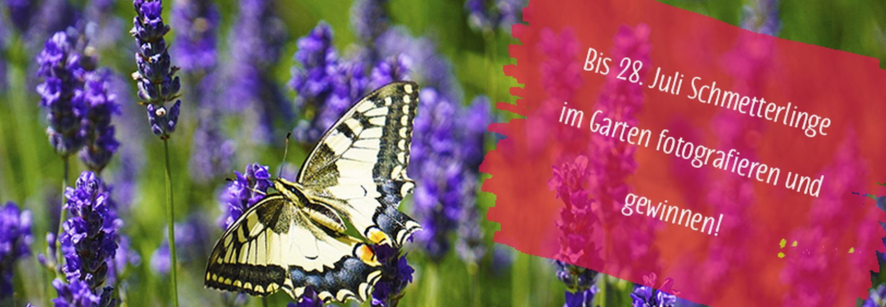 Zeig' her deinen Schmetterlingsgarten-Aktion.