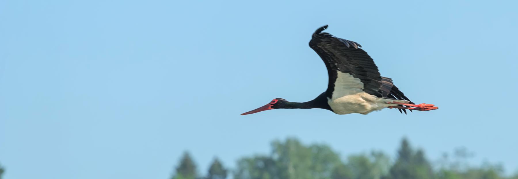 Schwarzstorch im Flug.