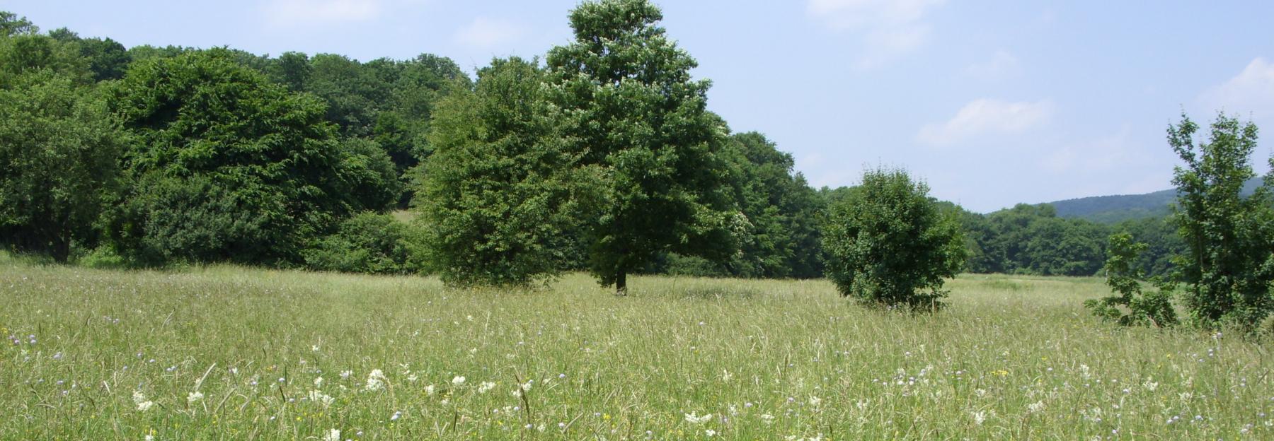 Magerwiesen beheimaten eine bunte Blumenvielfalt und damit auch viele Bienen und Schmetterlinge.