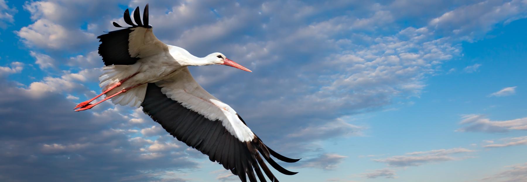 Fliegender Weißstorch.