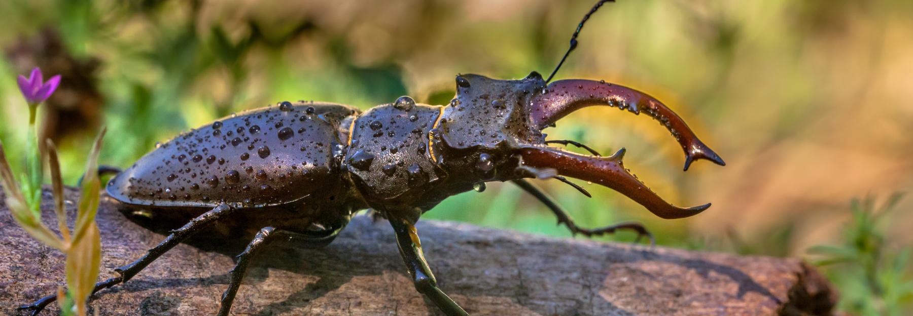 Hirschkäfer auf Waldboden.