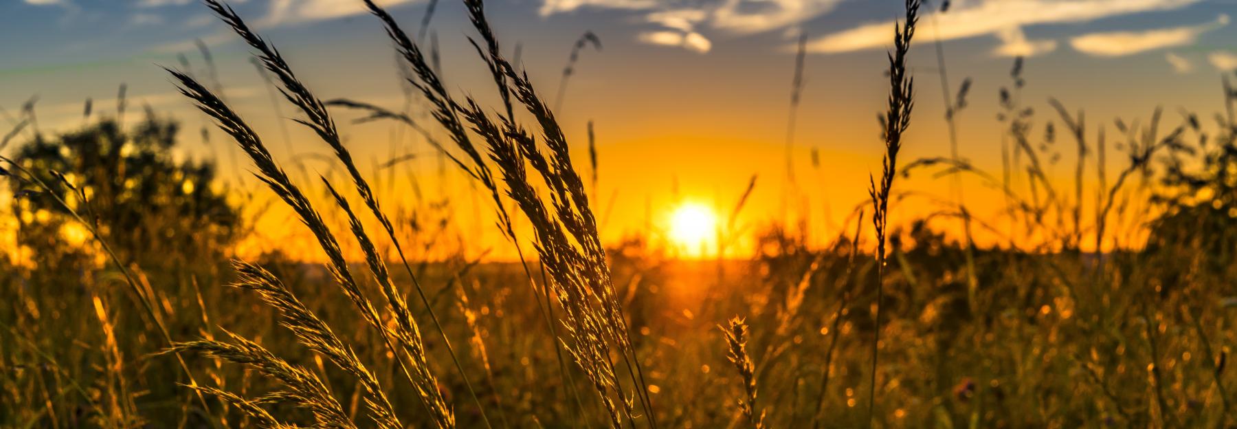 Abendstimmung am Feld