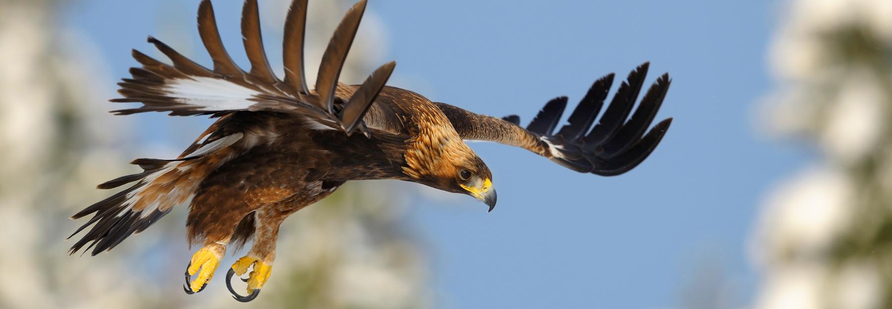 Steinadler im Flug.