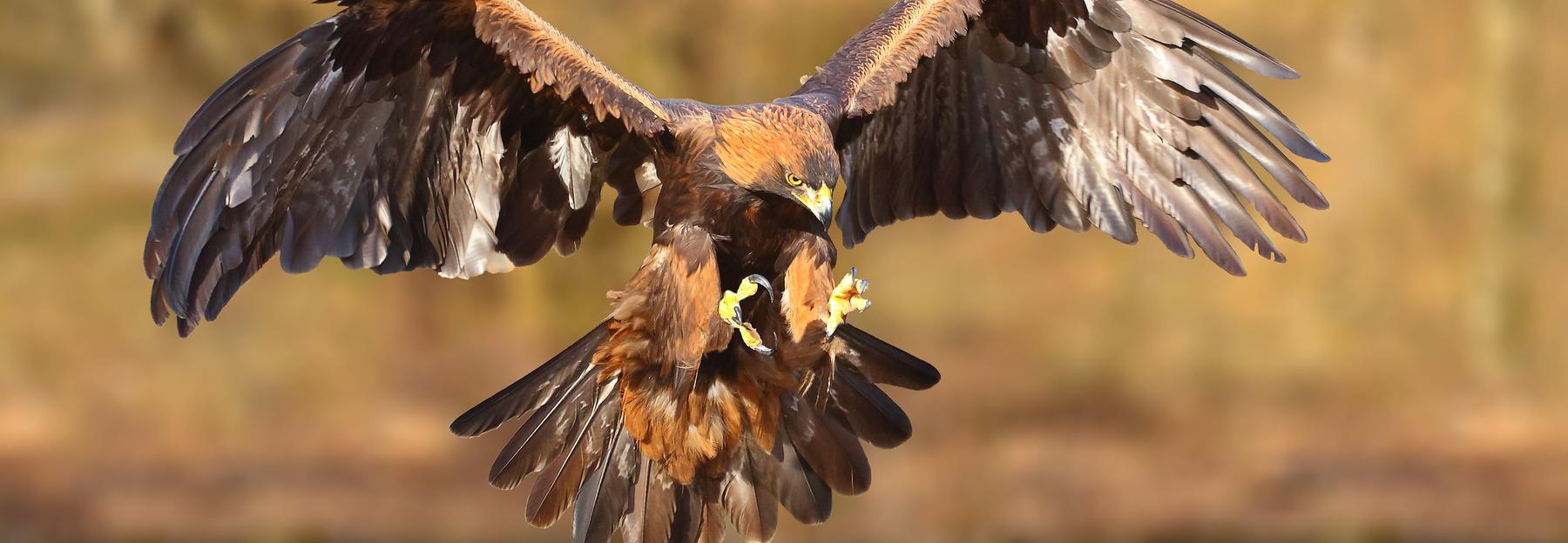 Steinadler im Flug.