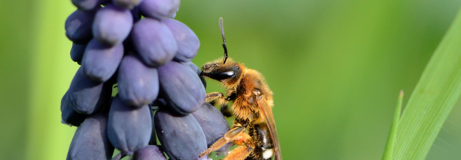 Wildbiene (Vertreter der Halicidae) auf Blütenstand einer Trauben-Hyazinthe